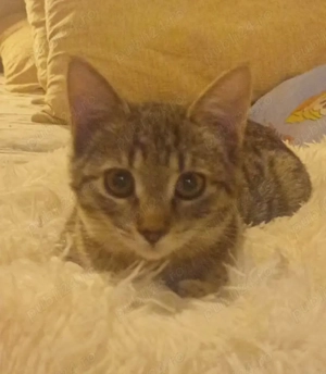 Pisicute metis British Shorthair, gratuit  - imagine 3