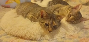 Pisicute metis British Shorthair, gratuit  - imagine 2