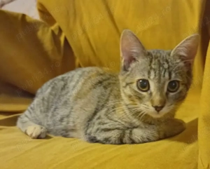 Pisicute metis British Shorthair, gratuit  - imagine 5