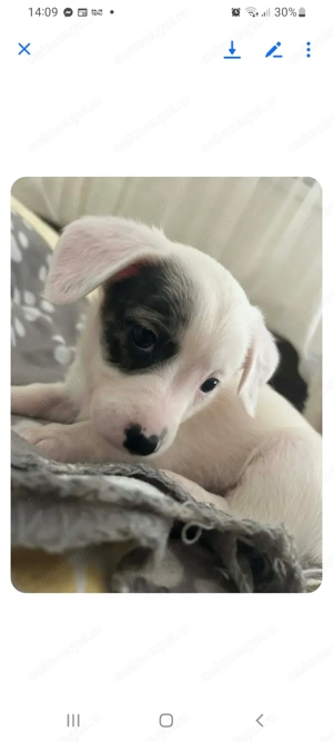 Jack Russell Terrier 