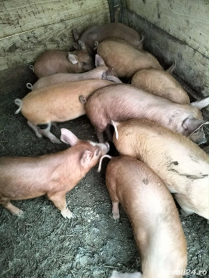 Vând purcei - imagine 3