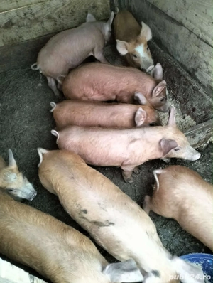 Vând purcei - imagine 2