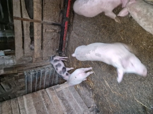 Purcei rasa buna  - imagine 3