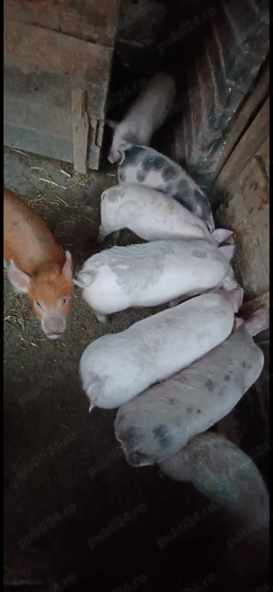 Purcei rasa buna  - imagine 2