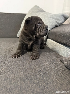 Shar pei  sharpei !!