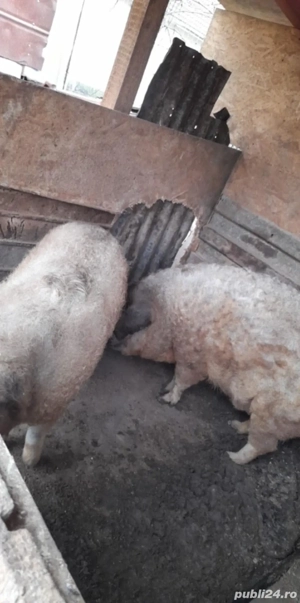 Porci mangalița. - imagine 2