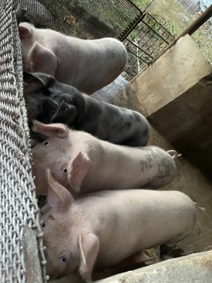 Vand 2 porci de 100-130 kg 