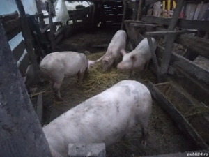 porci crescut natural - imagine 2