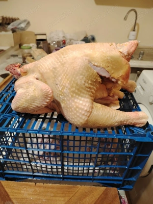 Vand pui de tara crescut bio doar cu cereale 