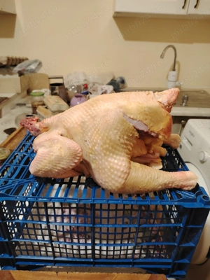 Vand pui de tara crescut bio doar cu cereale  - imagine 2