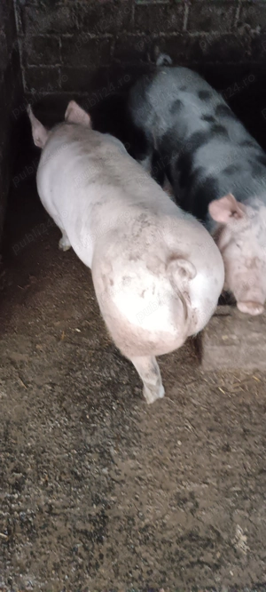 Porci de casă 100-115 kg - imagine 2