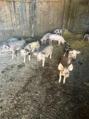 Porci și purcei disponibili! Asigurăm transport, Filiași Dolj.  - imagine 2