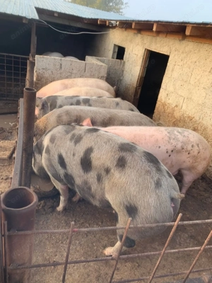 Porci și purcei disponibili! Asigurăm transport, Filiași Dolj.  - imagine 3