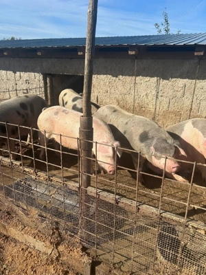 Porci și purcei disponibili! Asigurăm transport, Filiași Dolj.  - imagine 4