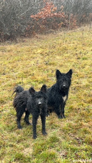 de vanzare catei  - imagine 2