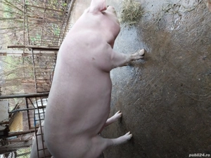 porci de vinzare  - imagine 4