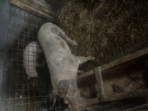 scrofițe de 120kg +- - imagine 5