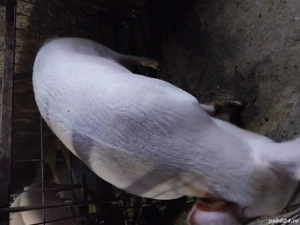 porci de vinzare  - imagine 3