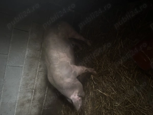 scrofițe de 120kg +- - imagine 3