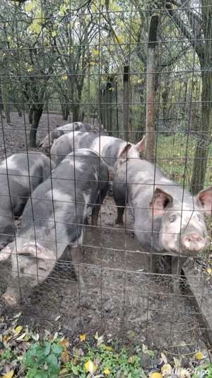 Vând porci de carne  - imagine 2