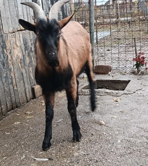 Țap Alpin Francez de vânzare  - imagine 3