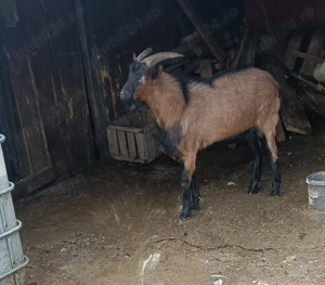 Țap Alpin Francez de vânzare  - imagine 2