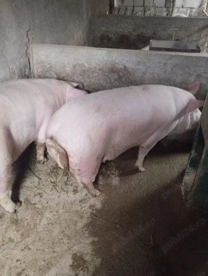 De vânzare  .comuna Maierus jud Brașov 