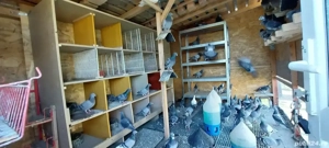 vand porumbei voiajori sport