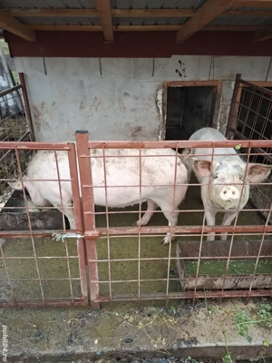 Vand 2 porci 20 lei kg negociabil - imagine 4