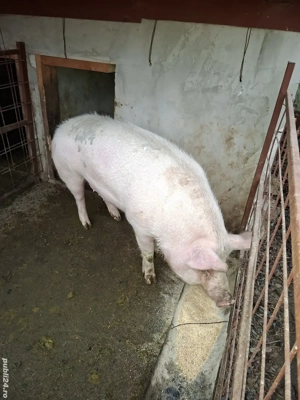 Vand 2 porci 20 lei kg negociabil - imagine 3