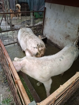 Vand 2 porci 20 lei kg negociabil - imagine 2