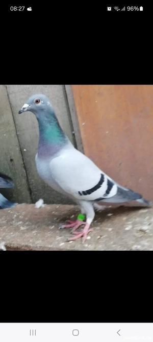 vand porumbei voiajori sport - imagine 3