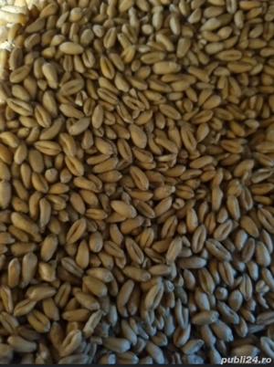 Porumb, grau si triticale de vânzare 