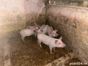 Vand purcei - imagine 2