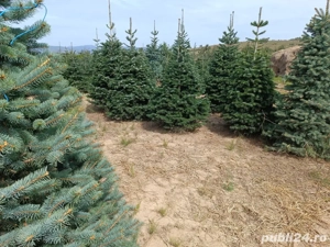 vand brazi de Craciun Abies normandian 4-5 metri