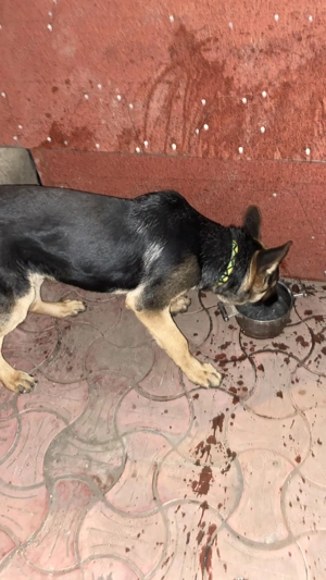 Ciobănesc german 6 luni