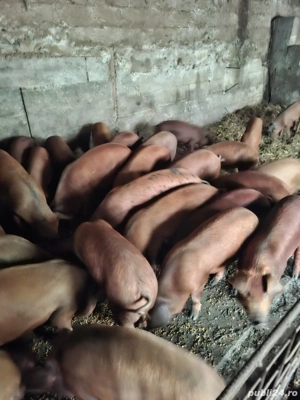 Vand porci Duroc 15kg-150kg - imagine 2