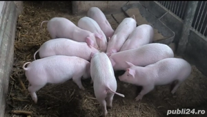 Purcei landras  - imagine 3