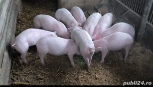 Purcei landras  - imagine 4