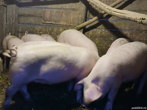 soldanei de vanzare - imagine 4