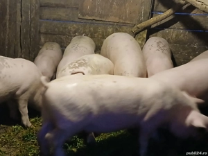 soldanei de vanzare - imagine 3