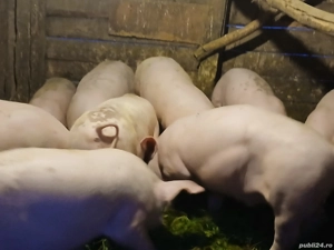 soldanei de vanzare - imagine 5