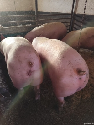 Vând porci de carne crescuți în gospodărie 