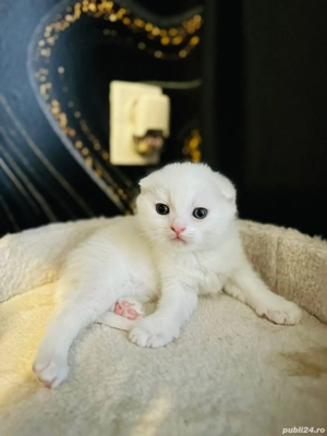 pisici scottish si british 