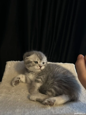 pisici scottish si british  - imagine 4