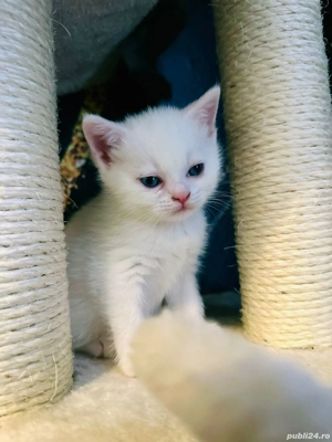 pisici scottish si british  - imagine 5