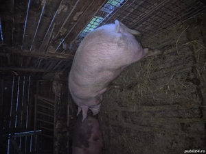 porci sacrificare - imagine 2