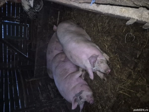 porci sacrificare - imagine 3