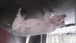 vand porc marele alb - imagine 2