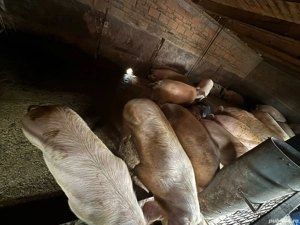 Vand porci - imagine 2